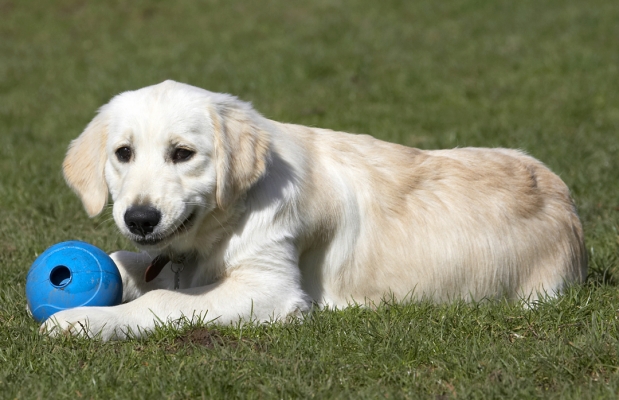 Yep, it's a rum do .........
Palabras clave: Animal Animals Canine Canines Dog Dogs Golden Retriever Hermes Land Mammal Land Mammals Play Playing Playtime Smile Smiling Terrestrial Mammal Terrestrial Mammals