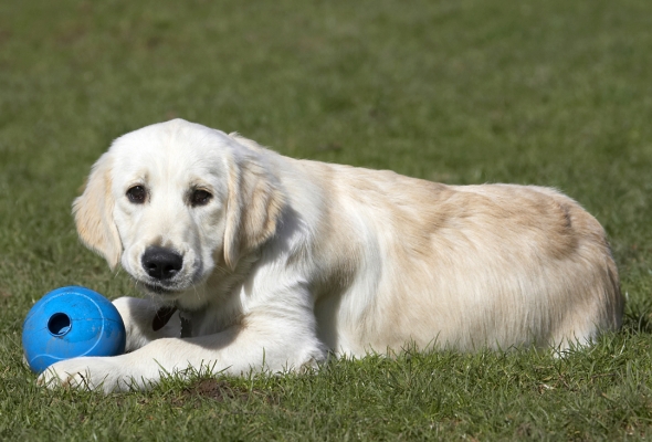 ........... isn't it
Ключевые слова: Animal Animals Ball Canine Canines Dog Dogs Golden Retriever Hermes Land Mammal Land Mammals Play Playing Playtime Terrestrial Mammal Terrestrial Mammals