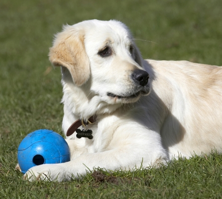 Wot's going on over there?
Palabras clave: Animal Animals Ball Canine Canines Dog Dogs Golden Retriever Hermes Land Mammal Land Mammals Play Playing Playtime Terrestrial Mammal Terrestrial Mammals