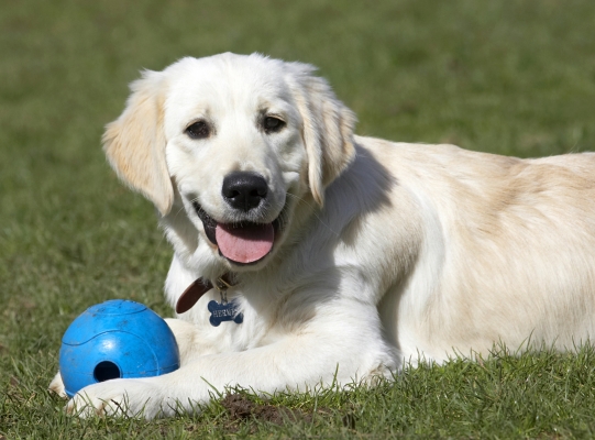 Yep, I'm a pretty happy pup
الكلمات الإستدلالية(لتسهيل البحث): Animal Animals Ball Canine Canines Dog Dogs Golden Retriever Hermes Land Mammal Land Mammals Play Playing Playtime Smile Smiling Terrestrial Mammal Terrestrial Mammals Tongue