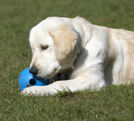 I just love this ball .........
Palabras clave: Animal Animals Ball Canine Canines Dog Dogs Golden Retriever Hermes Land Mammal Land Mammals Play Playing Playtime Terrestrial Mammal Terrestrial Mammals