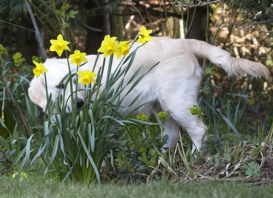 Oooh, these smell good
Ключевые слова: Animal Animals Canine Canines Daffodils Dog Dogs Flower Flowers Golden Retriever Hermes Land Mammal Land Mammals Play Playing Playtime Terrestrial Mammal Terrestrial Mammals
