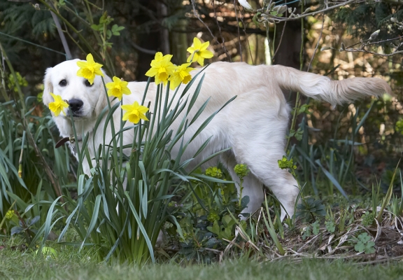 Hey, can you see me?!
Keywords: Animal Animals Canine Canines Daffodils Dog Dogs Flower Flowers Golden Retriever Hermes Land Mammal Land Mammals Play Playing Playtime Terrestrial Mammal Terrestrial Mammals