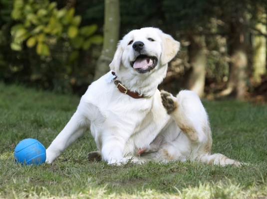 Oooooh .........
Palabras Clave: Animal Animals Ball Canine Canines Dog Dogs Golden Retriever Hermes Land Mammal Land Mammals Play Playing Playtime Scratch Scratching Terrestrial Mammal Terrestrial Mammals Tongue