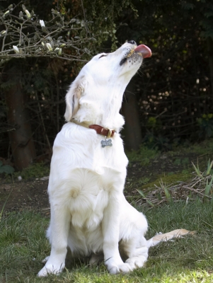 Doggie heaven
Schlüsselwörter: Canines Playing Play Peanut Land Mammals Land Mammal Hermes Golden Retriever Dogs Dog Animal Animals Butter Canine Playtime Sit Sitting Terrestrial Mammal Terrestrial Mammals Tongue
