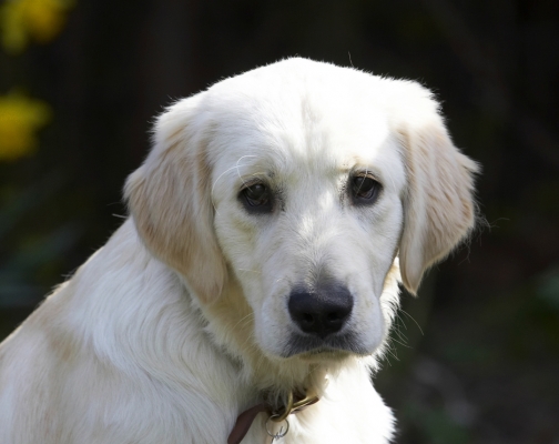 No, it's good ......... really
Keywords: Animal Animals Butter Canine Canines Dog Dogs Golden Retriever Hermes Land Mammal Land Mammals Peanut Play Playing Playtime Terrestrial Mammal Terrestrial Mammals