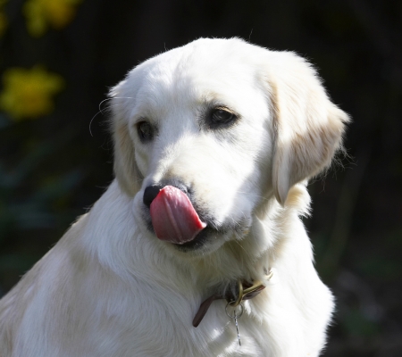 Gotta make sure I get it all
Schlüsselwörter: Animal Animals Butter Canine Canines Dog Dogs Golden Retriever Hermes Land Mammal Land Mammals Peanut Play Playing Playtime Terrestrial Mammal Terrestrial Mammals Tongue