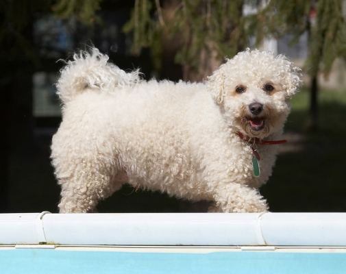 I'm just off for my constitutional
Palabras clave: Animal Animals Arnie Bichon Frise Canine Canines Dog Dogs Land Mammal Land Mammals Play Playing Playtime Smile Smiling Terrestrial Mammal Terrestrial Mammals Tongue