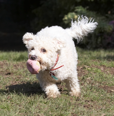 I'm bringing it back ..........
Schlüsselwörter: Animal Animals Arnie Ball Bichon Frise Canine Canines Dog Dogs Land Mammal Land Mammals Play Playing Playtime Run Running Terrestrial Mammal Terrestrial Mammals