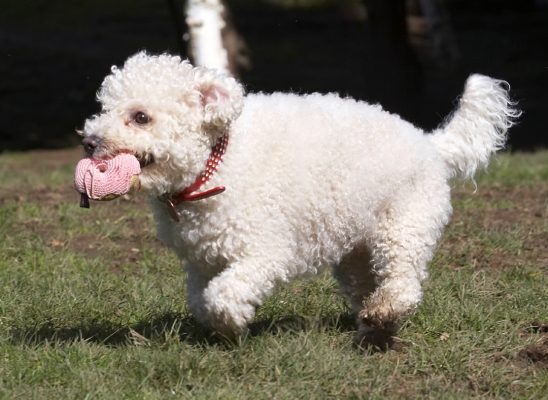 ........ or maybe not
Palabras clave: Animal Animals Arnie Ball Bichon Frise Canine Canines Dog Dogs Land Mammal Land Mammals Play Playing Playtime Terrestrial Mammal Terrestrial Mammals