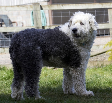 Wot!!
Ključne besede: Animal Animals Canine Canines Dog Dogs Land Mammal Land Mammals Lucy Old English Sheepdog Play Playing Playtime Terrestrial Mammal Terrestrial Mammals
