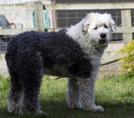 I said, WOT!
Klíčová slova: Animal Animals Canine Canines Dog Dogs Land Mammal Land Mammals Lucy Old English Sheepdog Play Playing Playtime Terrestrial Mammal Terrestrial Mammals