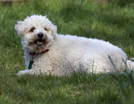 Jus' taking a little break
Palabras clave: Animal Animals Arnie Bichon Frise Canine Canines Dog Dogs Land Mammal Land Mammals Play Playing Playtime Terrestrial Mammal Terrestrial Mammals