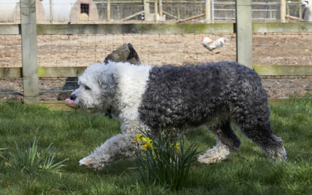 Aha, I got the ball
Schlüsselwörter: Animal Animals Ball Canine Canines Dog Dogs Land Mammal Land Mammals Lucy Old English Sheepdog Play Playing Playtime Terrestrial Mammal Terrestrial Mammals