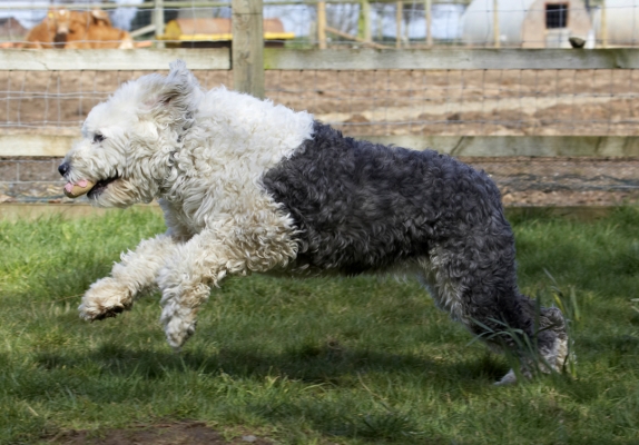 Well, it is spring, isn't it?!
Schlüsselwörter: Canine Land Mammals Leap Leaping Lucy Old English Sheepdog Play Playing Playtime Run Running Terrestrial Mammal Animal Animals Ball Terrestrial Mammals Canines Dog Dogs Land Mammal