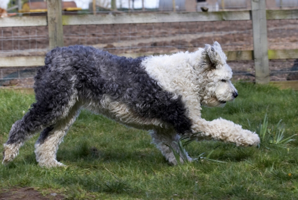Off to fetch the ball ....... again
Palabras clave: Animal Animals Canine Canines Dog Dogs Land Mammal Land Mammals Lucy Old English Sheepdog Play Playing Playtime Run Running Terrestrial Mammal Terrestrial Mammals