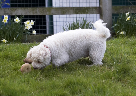 How'd it do that?
Anahtar kelimeler: Animal Animals Arnie Ball Bichon Frise Canine Canines Dog Dogs Land Mammal Land Mammals Play Playing Playtime Terrestrial Mammal Terrestrial Mammals