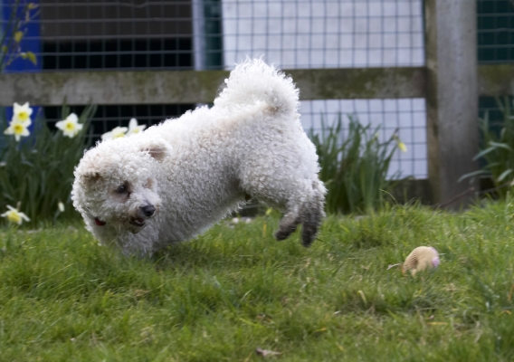 Whoops, missed it
Ключові слова: Animal Animals Arnie Ball Bichon Frise Canine Canines Dog Dogs Land Mammal Land Mammals Play Playing Playtime Terrestrial Mammal Terrestrial Mammals