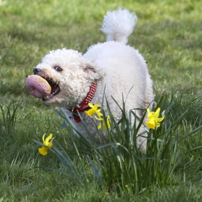 Outta my way
Avainsanat: Canines Old English Sheepdog Lucy Land Mammals Land Mammal Flowers Flower Dogs Dog Daffodils Animal Animals Arnie Ball Bichon Frise Canine Play Playing Playtime Run Running Terrestrial Mammal Terrestrial Mammals