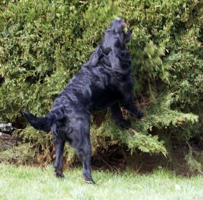NO ball escapes me
Anahtar kelimeler: Animal Animals Ball Canine Canines Dog Dogs Fizz Labradoodle Land Mammal Land Mammals Play Playing Playtime Terrestrial Mammal Terrestrial Mammals