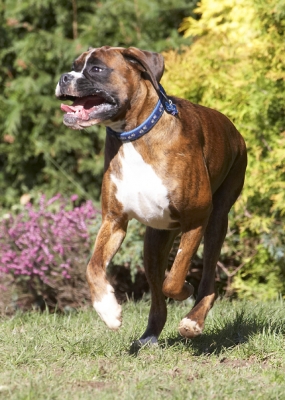 I'm having such a good time
Anahtar kelimeler: Land Mammal Land Mammals Play Playing Playtime Run Running Smile Smiling Terrestrial Mammal Terrestrial Mammals Alfie Animal Animals Boxer Boxers Canine Canines Dog Dogs
