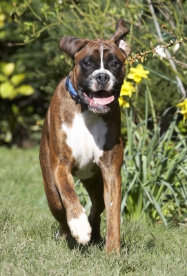 Here I come ........ again
Avainsanat: Alfie Animal Animals Boxer Boxers Canine Canines Dog Dogs Land Mammal Land Mammals Play Playing Playtime Run Running Terrestrial Mammal Terrestrial Mammals Tongue