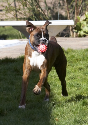 I'm bringing the ball back for another throw
Palabras clave: Alfie Animal Animals Ball Boxer Boxers Canine Canines Dog Dogs Land Mammal Land Mammals Play Playing Playtime Run Running Terrestrial Mammal Terrestrial Mammals