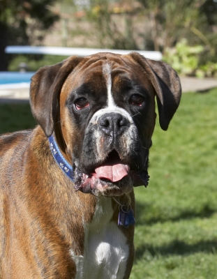 OK, wot we gonna do now?
Schlüsselwörter: Alfie Animal Animals Boxer Boxers Canine Canines Dog Dogs Land Mammal Land Mammals Play Playing Playtime Terrestrial Mammal Terrestrial Mammals Tongue
