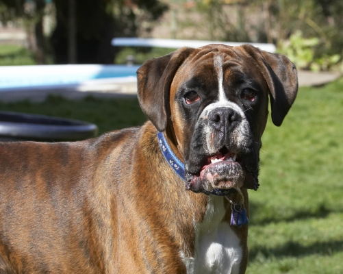 I'm not worried, honest
Ключові слова: Alfie Animal Animals Boxer Boxers Canine Canines Dog Dogs Land Mammal Land Mammals Play Playing Playtime Terrestrial Mammal Terrestrial Mammals