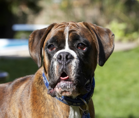 ........ doncha think so
Klíčová slova: Alfie Animal Animals Boxer Boxers Canine Canines Dog Dogs Land Mammal Land Mammals Play Playing Playtime Terrestrial Mammal Terrestrial Mammals