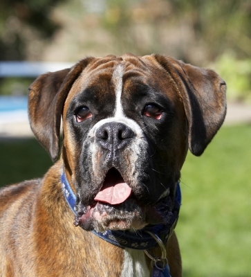 Let's do something
Avainsanat: Alfie Animal Animals Boxer Boxers Canine Canines Dog Dogs Land Mammal Land Mammals Play Playing Playtime Terrestrial Mammal Terrestrial Mammals Tongue