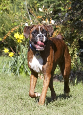 There must be a ball around here somewhere
Anahtar kelimeler: Alfie Animal Animals Boxer Boxers Canine Canines Dog Dogs Land Mammal Land Mammals Play Playing Playtime Run Running Terrestrial Mammal Terrestrial Mammals Tongue