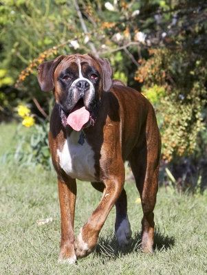 Gosh, I'm pooped
Schlüsselwörter: Alfie Animal Animals Boxer Boxers Canine Canines Dog Dogs Land Mammal Land Mammals Play Playing Playtime Terrestrial Mammal Terrestrial Mammals Tongue