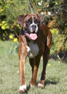 Jus' trying to get ...........
Keywords: Alfie Animal Animals Boxer Boxers Canine Canines Dog Dogs Land Mammal Land Mammals Play Playing Playtime Terrestrial Mammal Terrestrial Mammals Tongue