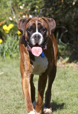 ..... my second wind
Schlüsselwörter: Alfie Animal Animals Boxer Boxers Canine Canines Dog Dogs Land Mammal Land Mammals Play Playing Playtime Terrestrial Mammal Terrestrial Mammals Tongue