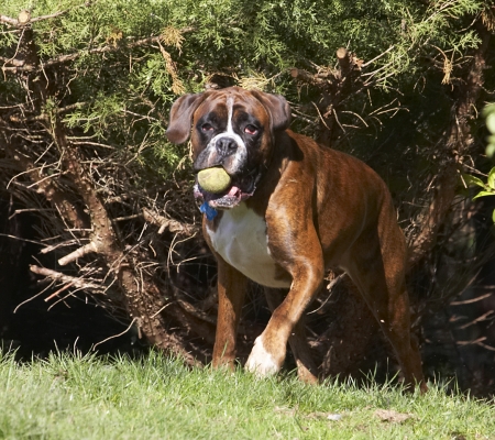 Look what I found in there
Schlüsselwörter: Alfie Animal Animals Ball Boxer Boxers Canine Canines Dog Dogs Land Mammal Land Mammals Play Playing Playtime Terrestrial Mammal Terrestrial Mammals