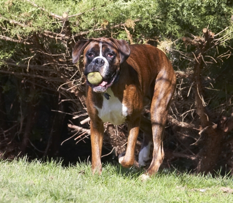 Yeah, yeah, I'll bring it to you .....
Schlüsselwörter: Alfie Animal Animals Ball Boxer Boxers Canine Canines Dog Dogs Land Mammal Land Mammals Play Playing Playtime Terrestrial Mammal Terrestrial Mammals