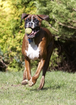 ........ and here I come
Palabras clave: Alfie Animal Animals Ball Boxer Boxers Canine Canines Dog Dogs Land Mammal Land Mammals Play Playing Playtime Run Running Terrestrial Mammal Terrestrial Mammals
