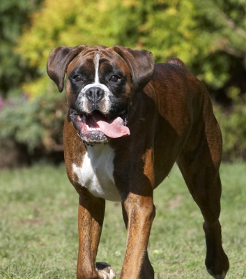 Born to run
Ключові слова: Alfie Animal Animals Boxer Boxers Canine Canines Dog Dogs Land Mammal Land Mammals Play Playing Playtime Terrestrial Mammal Terrestrial Mammals Tongue