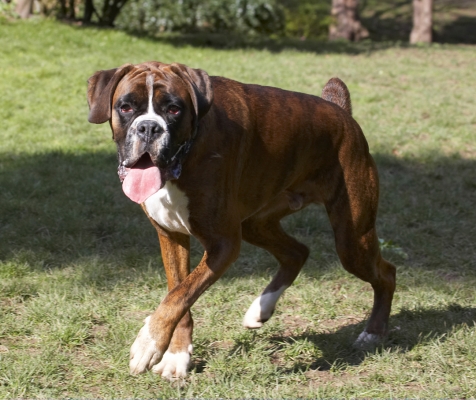How d'ya like these dance steps
Keywords: Alfie Animal Animals Boxer Boxers Canine Canines Dog Dogs Land Mammal Land Mammals Play Playing Playtime Terrestrial Mammal Terrestrial Mammals Tongue