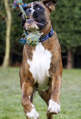 Oooh, that was a surprise
Palabras clave: Alfie Animal Animals Boxer Boxers Canine Canines Dog Dogs Land Mammal Land Mammals Play Playing Playtime Terrestrial Mammal Terrestrial Mammals