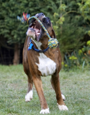 Whoops, better get a grip
Palabras clave: Alfie Animal Animals Boxer Boxers Canine Canines Dog Dogs Land Mammal Land Mammals Play Playing Playtime Terrestrial Mammal Terrestrial Mammals
