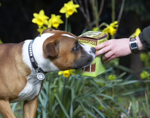I'm not sure about this
Palabras clave: Animal Animals Canine Canines Dog Dogs Easter Egg Land Mammal Land Mammals Monty Play Playing Playtime Staffordshire Bull Terrier Terrestrial Mammal Terrestrial Mammals Terriers