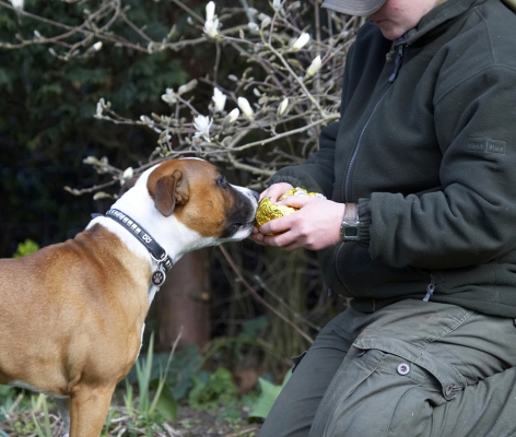 Oooh, this looks interesting
Ključne besede: Animal Animals Canine Canines Dog Dogs Easter Egg Land Mammal Land Mammals Monty Play Playing Playtime Staffordshire Bull Terrier Terrestrial Mammal Terrestrial Mammals Terriers