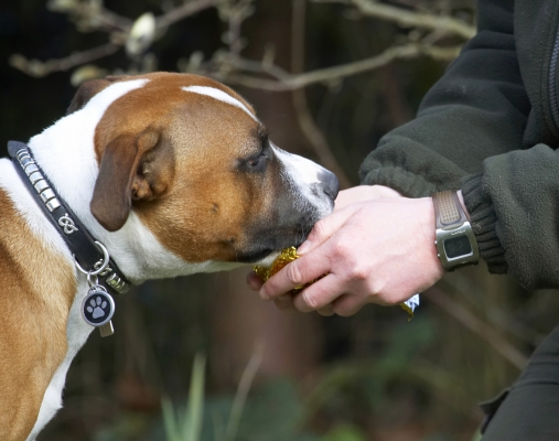 Smells good
Keywords: Animal Animals Canine Canines Dog Dogs Easter Egg Land Mammal Land Mammals Monty Play Playing Playtime Staffordshire Bull Terrier Terrestrial Mammal Terrestrial Mammals Terriers