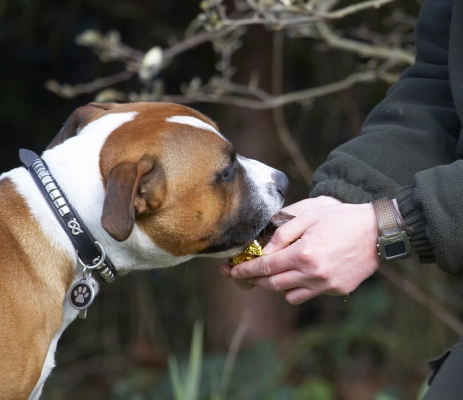Think I'll have a bit more
Słowa kluczowe: Animal Animals Canine Canines Dog Dogs Easter Egg Land Mammal Land Mammals Monty Play Playing Playtime Staffordshire Bull Terrier Terrestrial Mammal Terrestrial Mammals Terriers