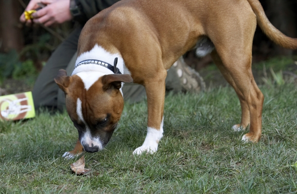 Ah, al fresco
Schlüsselwörter: Animal Animals Canine Canines Dog Dogs Easter Egg Land Mammal Land Mammals Monty Play Playing Playtime Staffordshire Bull Terrier Terrestrial Mammal Terrestrial Mammals Terriers
