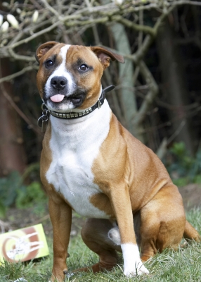 Boy, that was good
Palabras clave: Animal Animals Canine Canines Dog Dogs Easter Egg Land Mammal Land Mammals Monty Play Playing Playtime Staffordshire Bull Terrier Terrestrial Mammal Terrestrial Mammals Terriers Tongue