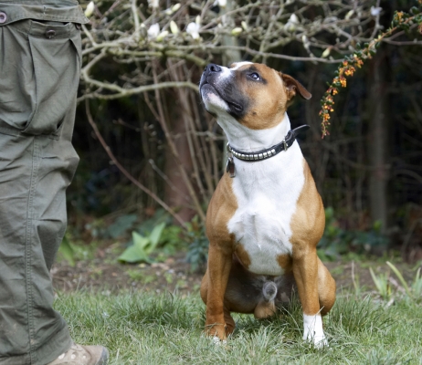 C'mon shell out .........
Keywords: Animal Animals Canine Canines Dog Dogs Easter Egg Land Mammal Land Mammals Monty Play Playing Playtime Staffordshire Bull Terrier Terrestrial Mammal Terrestrial Mammals Terriers