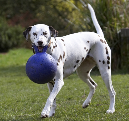 Hey, look what I found
Ključne besede: Animal Animals Ball Canine Canines Dalmatian Dalmatians Dog Dogs Land Mammal Land Mammals MIA Play Playing Playtime Terrestrial Mammal Terrestrial Mammals